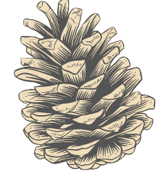 Pomme de pain